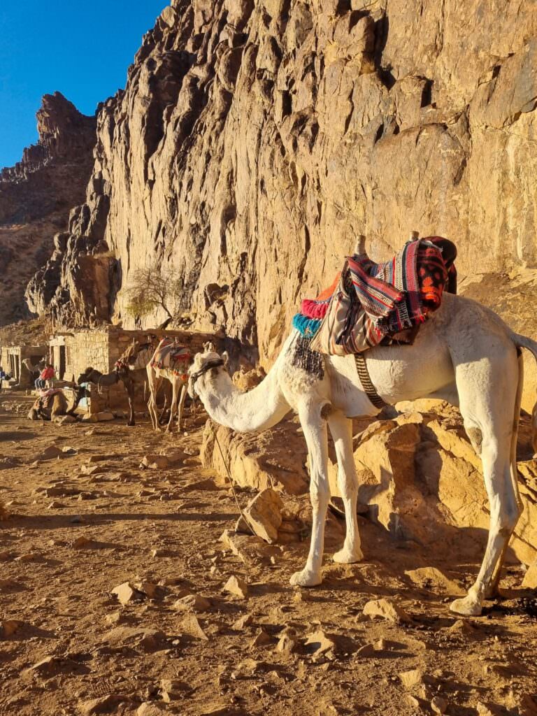 Camelos e dromedários