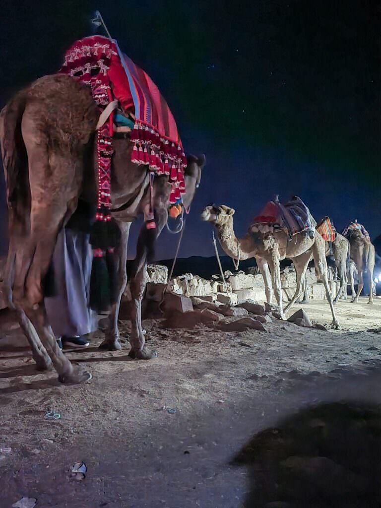 camelos na península do sinai