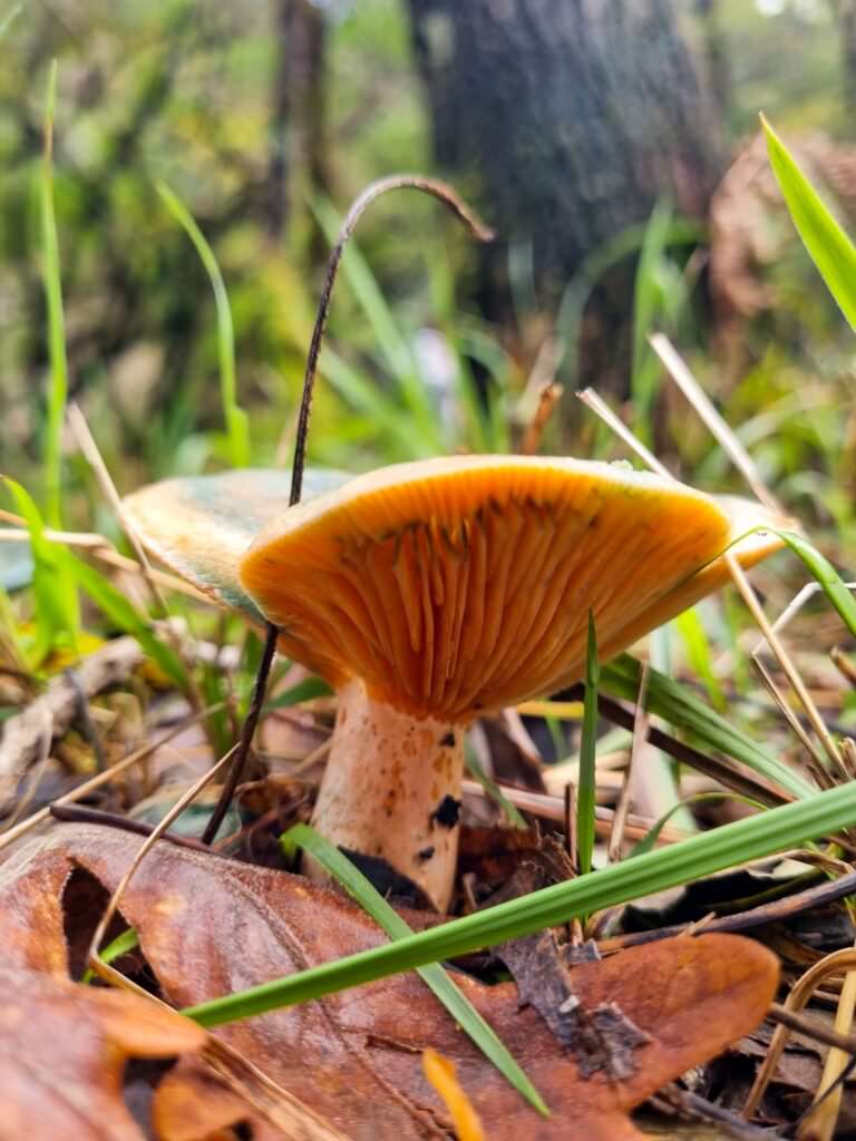Cogumelos na Mata de Albergaria 