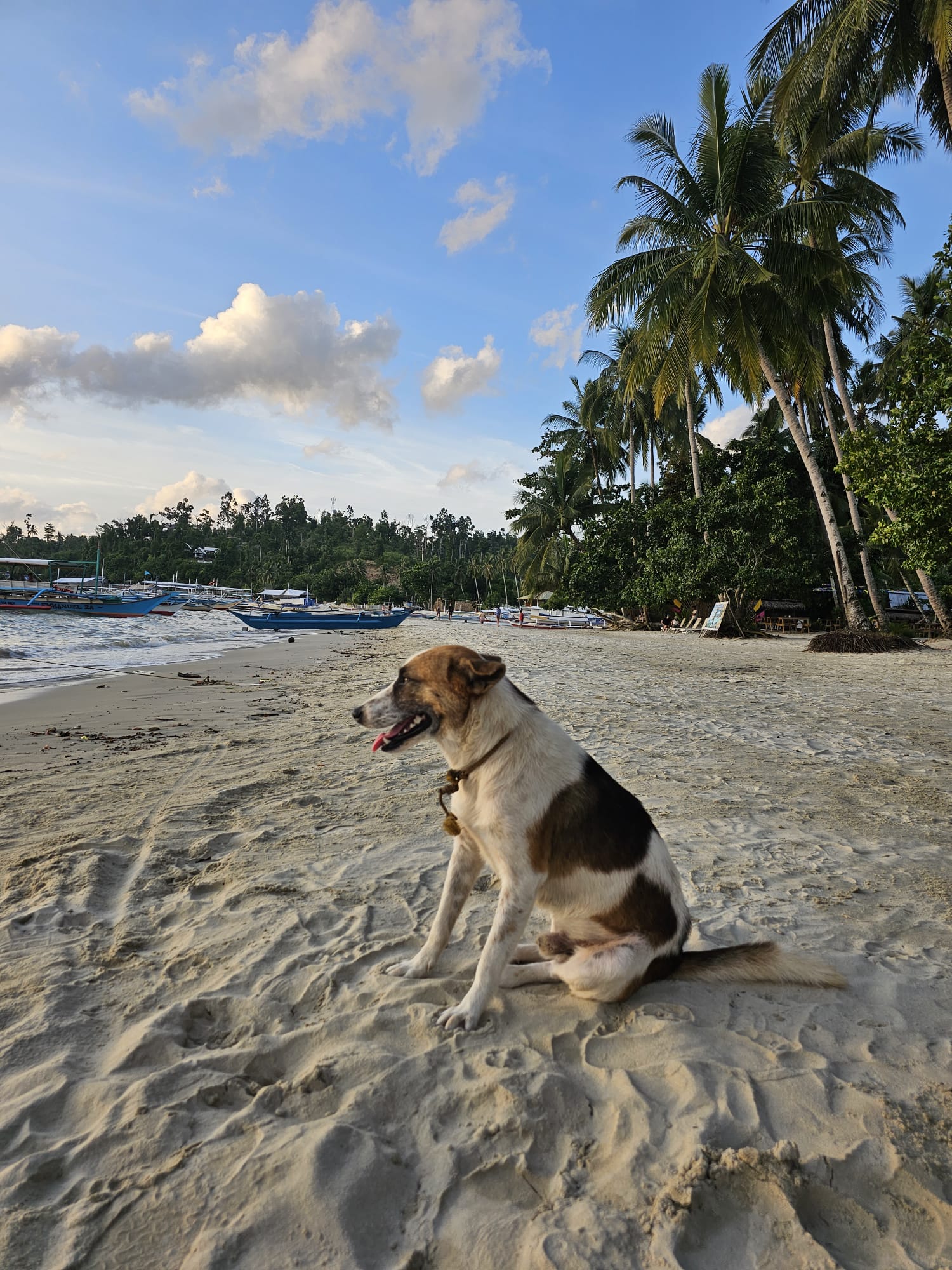 Cão numa praia das Filipinas